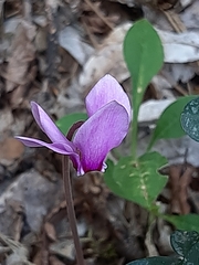 Cyclamen hederifolium