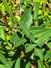Apocynum cannabinum