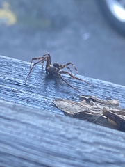 Larinioides sclopetarius