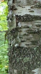 Betulaceae