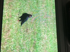 Pyrrhocorax pyrrhocorax