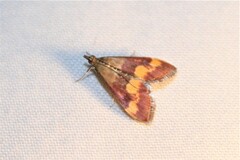 Pyrausta flavofascialis