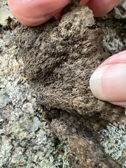 Umbilicaria muhlenbergii