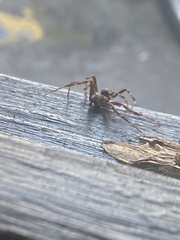 Larinioides sclopetarius