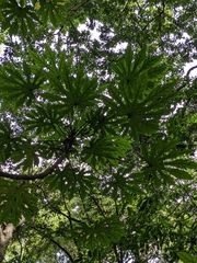 Fatsia polycarpa