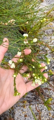Lachnaea densiflora
