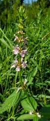 Stachys hispida