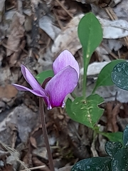 Cyclamen hederifolium