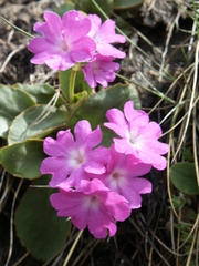 Primula hirsuta