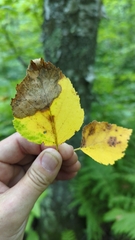Betulaceae
