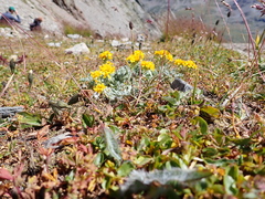 Jacobaea incana