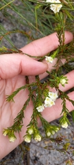 Lachnaea densiflora