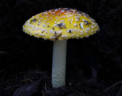 Amanita muscaria guessowii