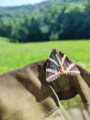 Euplagia quadripunctaria