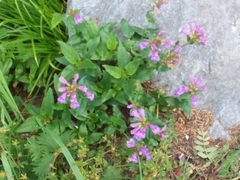 Penstemon serrulatus