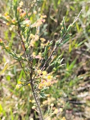 Struthiola
