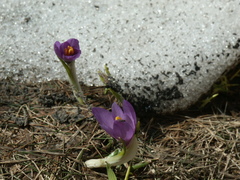 Crocus vernus