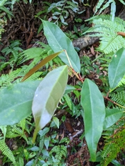 Elaeocarpus japonicus