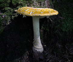 Amanita muscaria guessowii