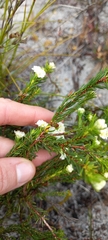 Lachnaea densiflora