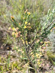 Struthiola
