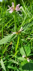 Stachys hispida
