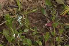 Veronica serpyllifolia