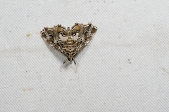 Paracymoriza vagalis