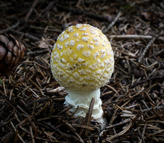 Amanita muscaria guessowii