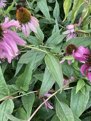 Echinacea purpurea
