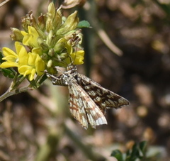 Chiasmia clathrata