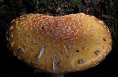 Amanita muscaria guessowii