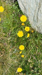 Asteraceae