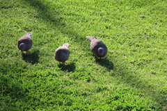 Streptopelia senegalensis senegalensis