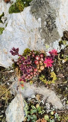 Sempervivum