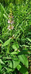 Stachys hispida