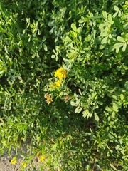 Medicago falcata