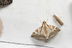 Agrioglypta itysalis