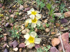 Oxalis obtusa