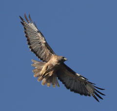 Buteo jamaicensis calurus