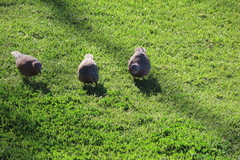 Streptopelia senegalensis senegalensis