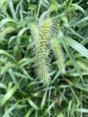 Setaria faberi