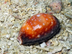 Lyncina vitellus