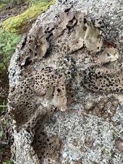 Umbilicaria muhlenbergii