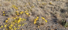 Gazania