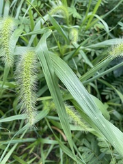Setaria faberi
