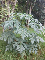 Vasconcellea pubescens