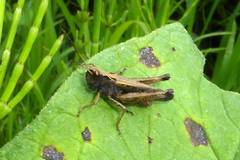 Omocestus rufipes