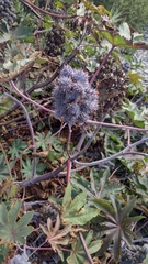 Ricinus communis