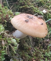 Russula fragilis